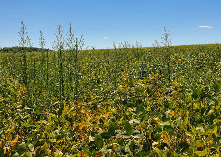 Parceria mapeia resistência de plantas daninhas a herbicidas
