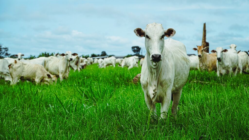 Articulação faz governo de MT revogar taxa extra para pecuaristas