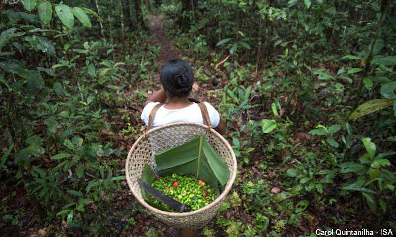 BNDES vai comandar fundo de US$ 20 bi para a Amazônia