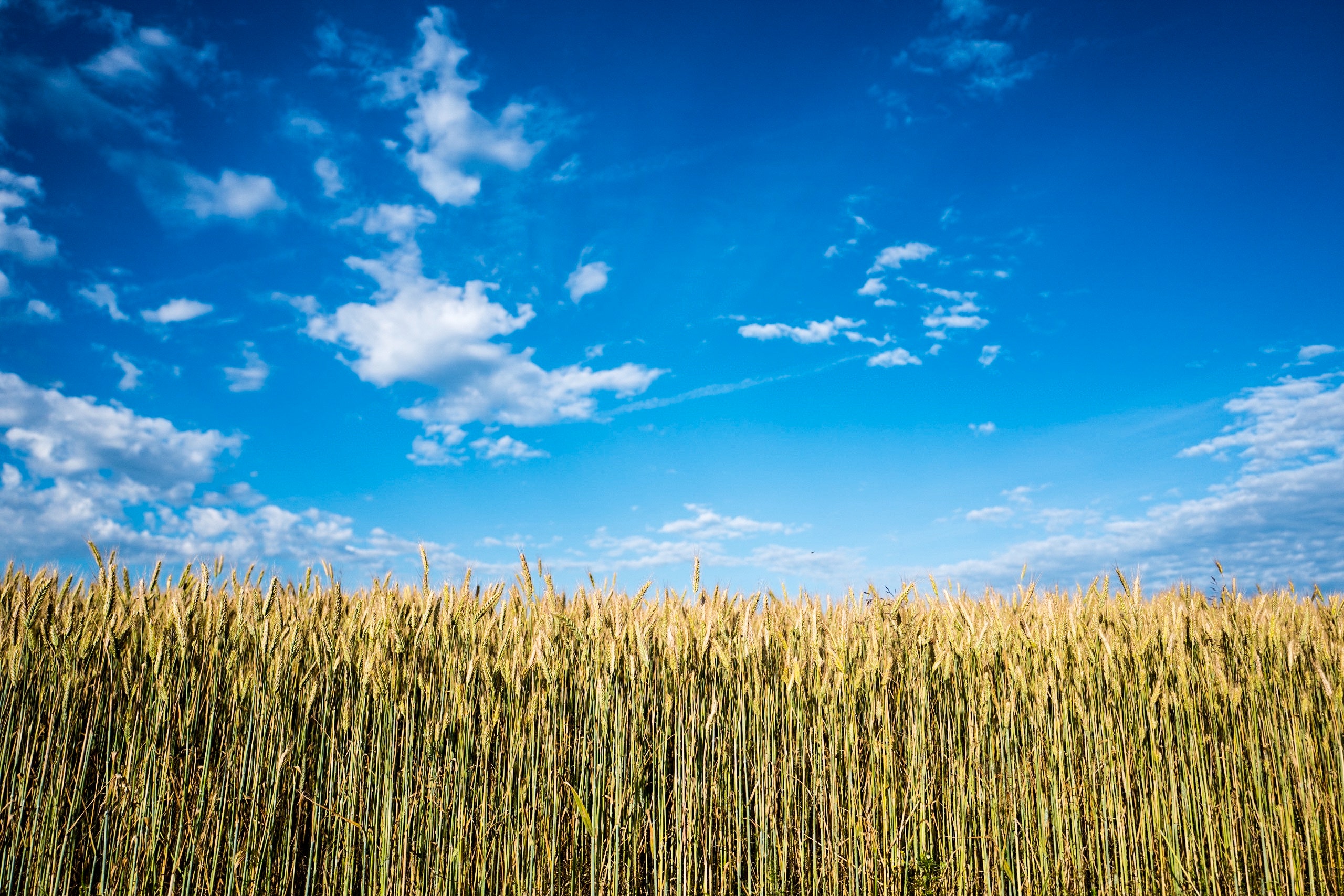 Valor da Produção Agropecuária fecha 2022 em R$ 1,189 trilhão