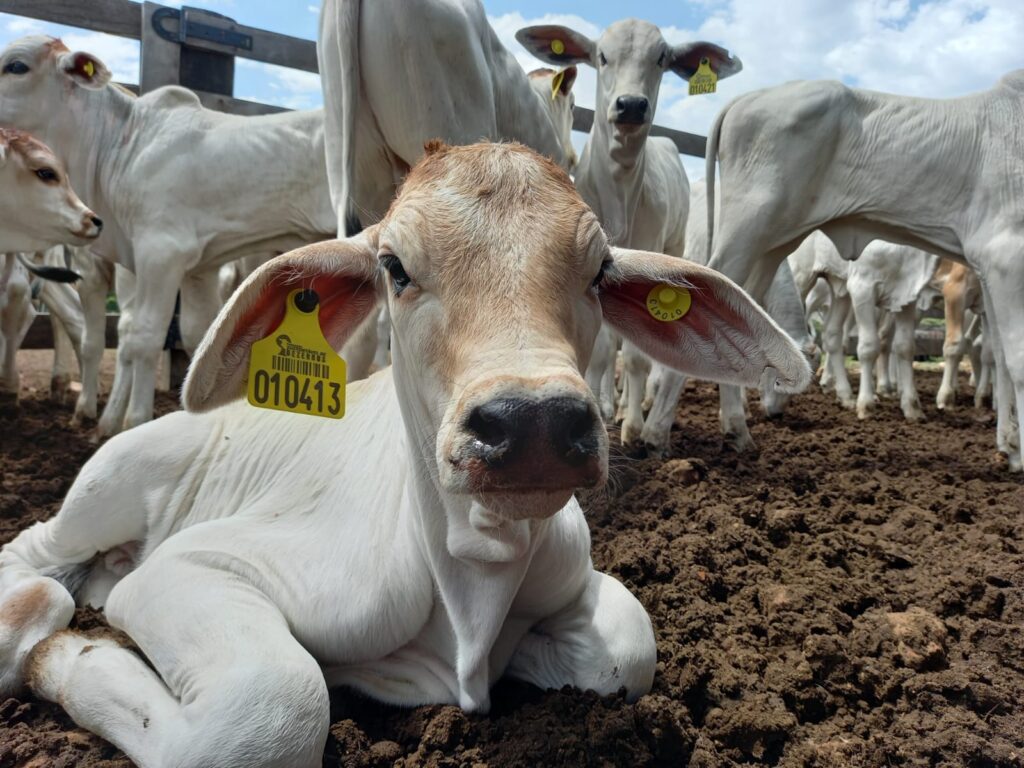 Pioneiro, programa beneficia 360 propriedades em Mato Grosso