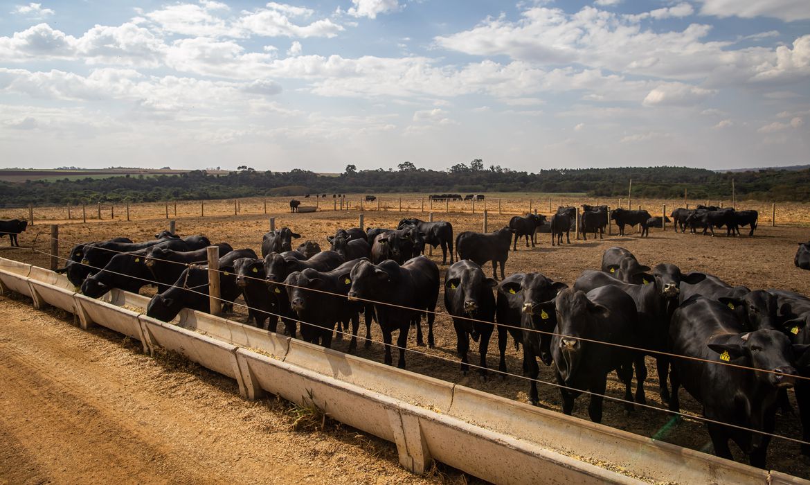 Abates bovinos, suínos e de frangos aumentaram no 4º trimestre de 22