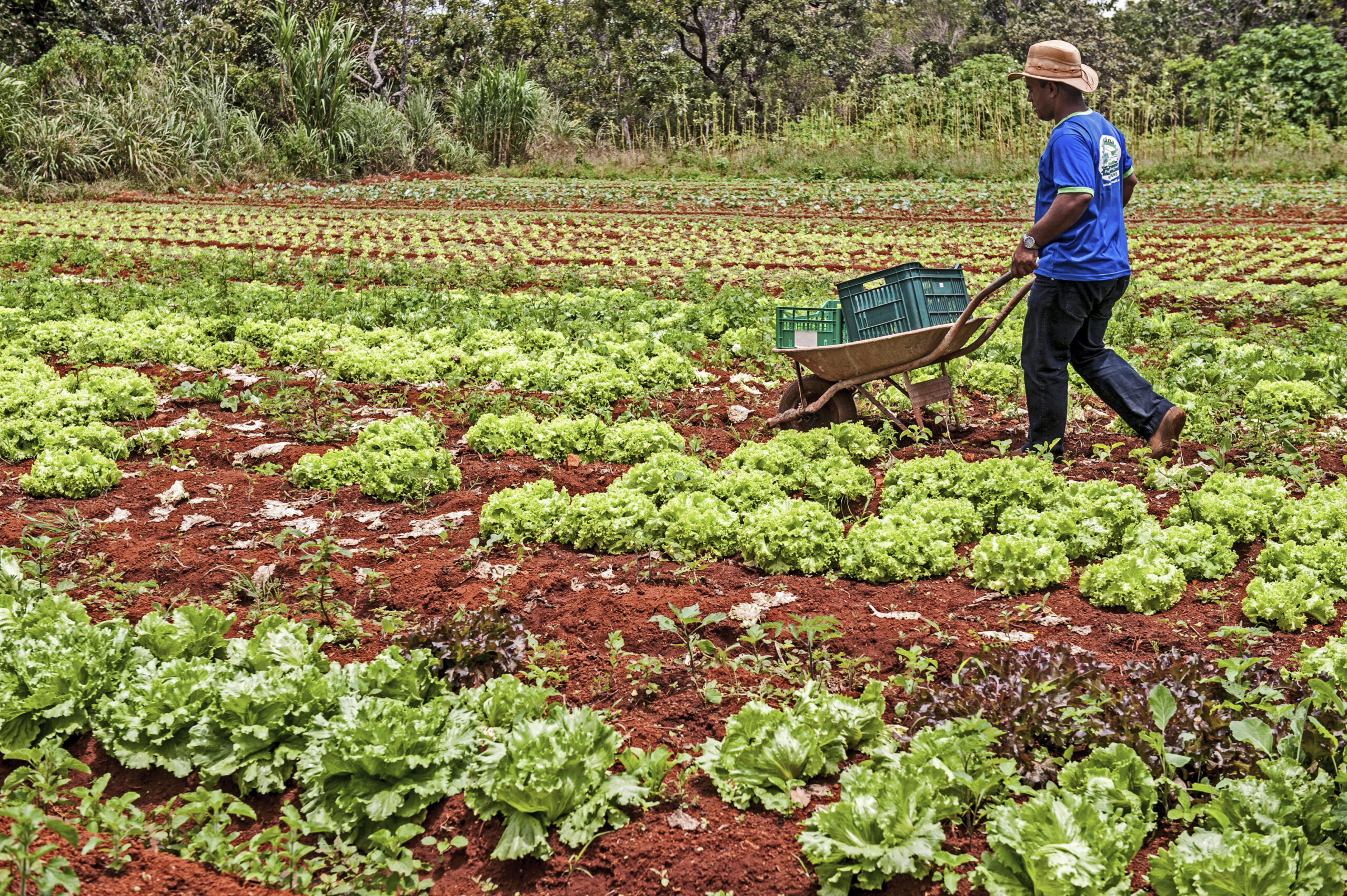 Dia do Agricultor: hora de celebrar quem adota boas práticas