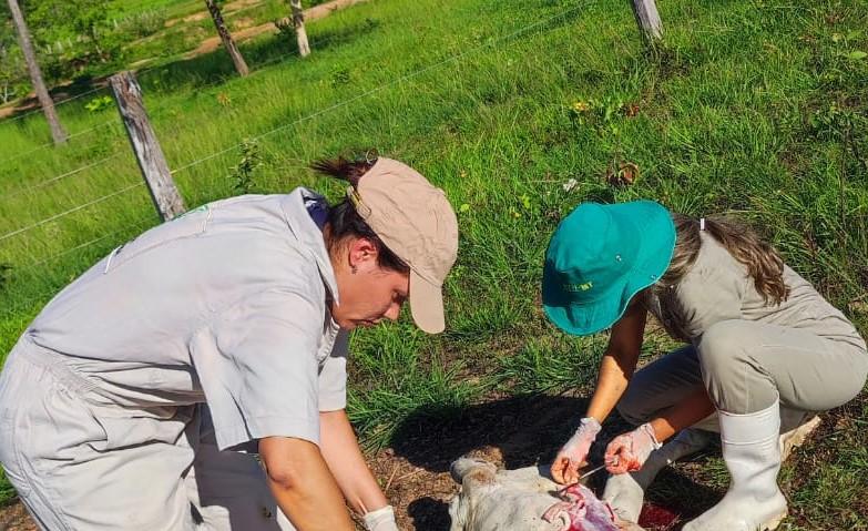 Indea e Empaer identificam causa de morte de vaca em Cáceres