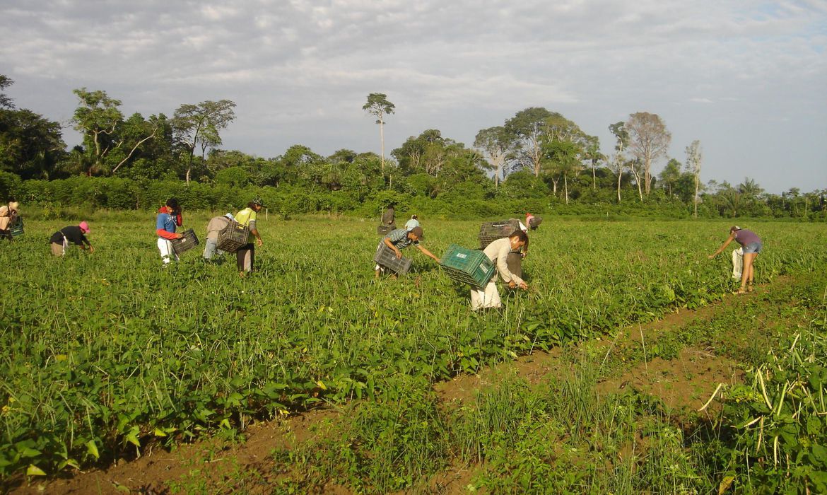 Incluir pequeno produtor é base de sistema alimentar resiliente, diz ONU