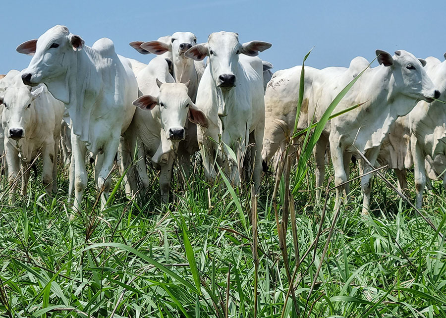 Integração lavoura-pecuária garante ocupação de gado acima da média