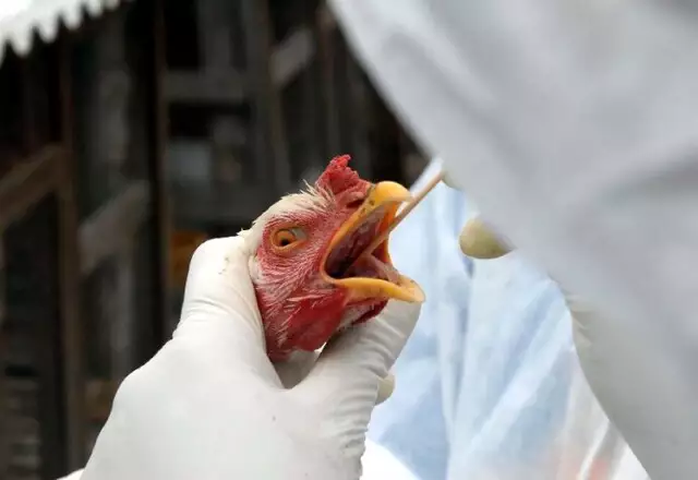 Propriedades são orientadas sobre prevenção gripe aviária em MT