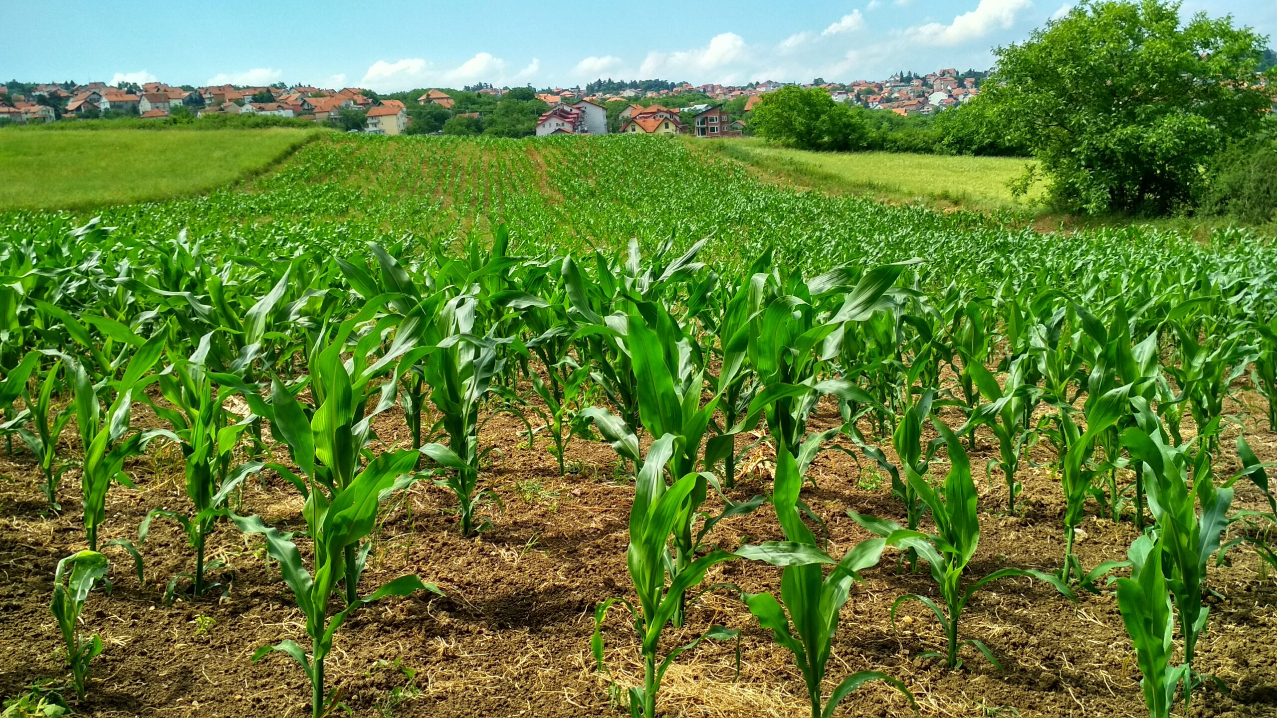 Fórum do USDA prevê aumento das exportações brasileiras