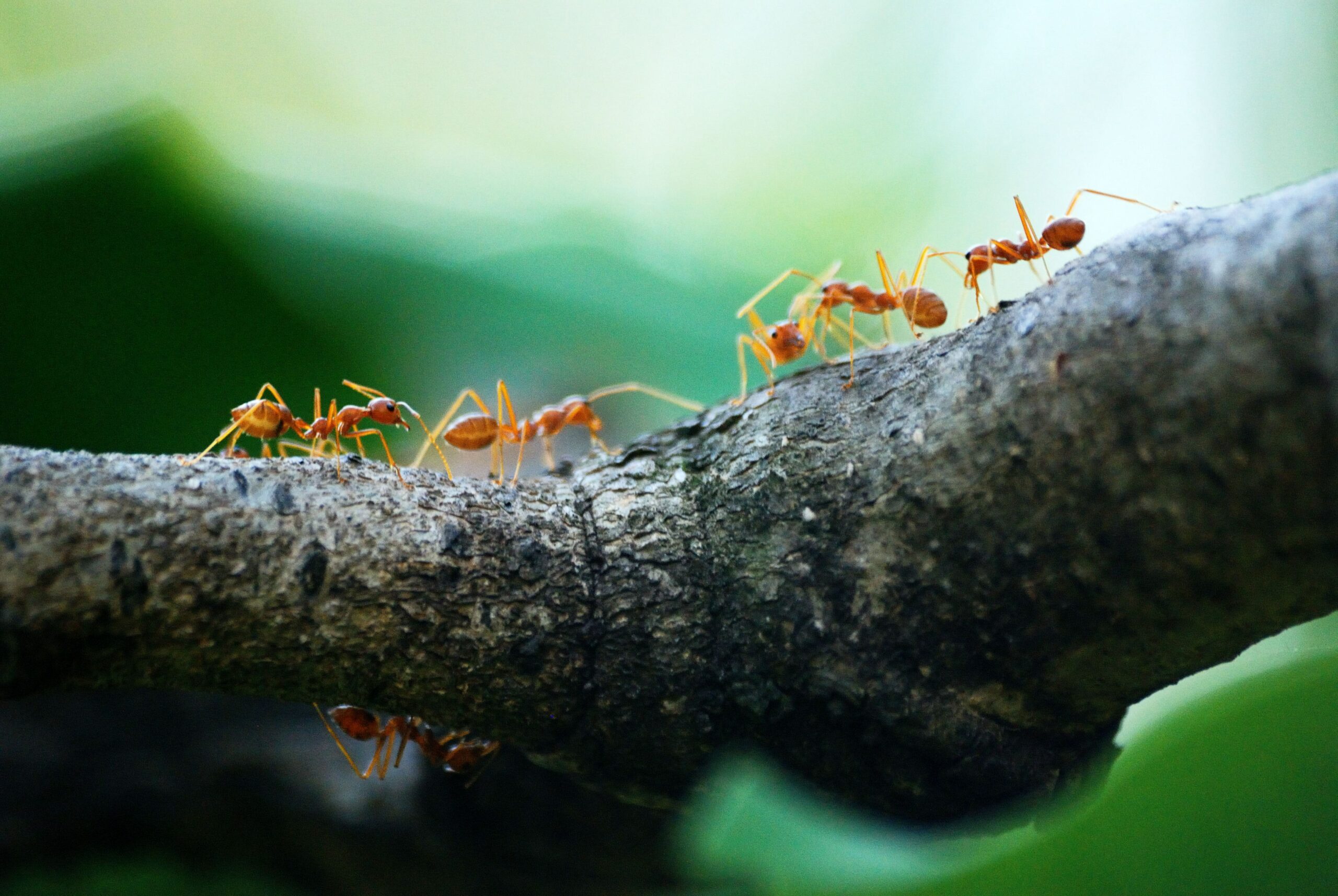 Estudo com formigas revela efeitos do pasto na diversidade amazônica