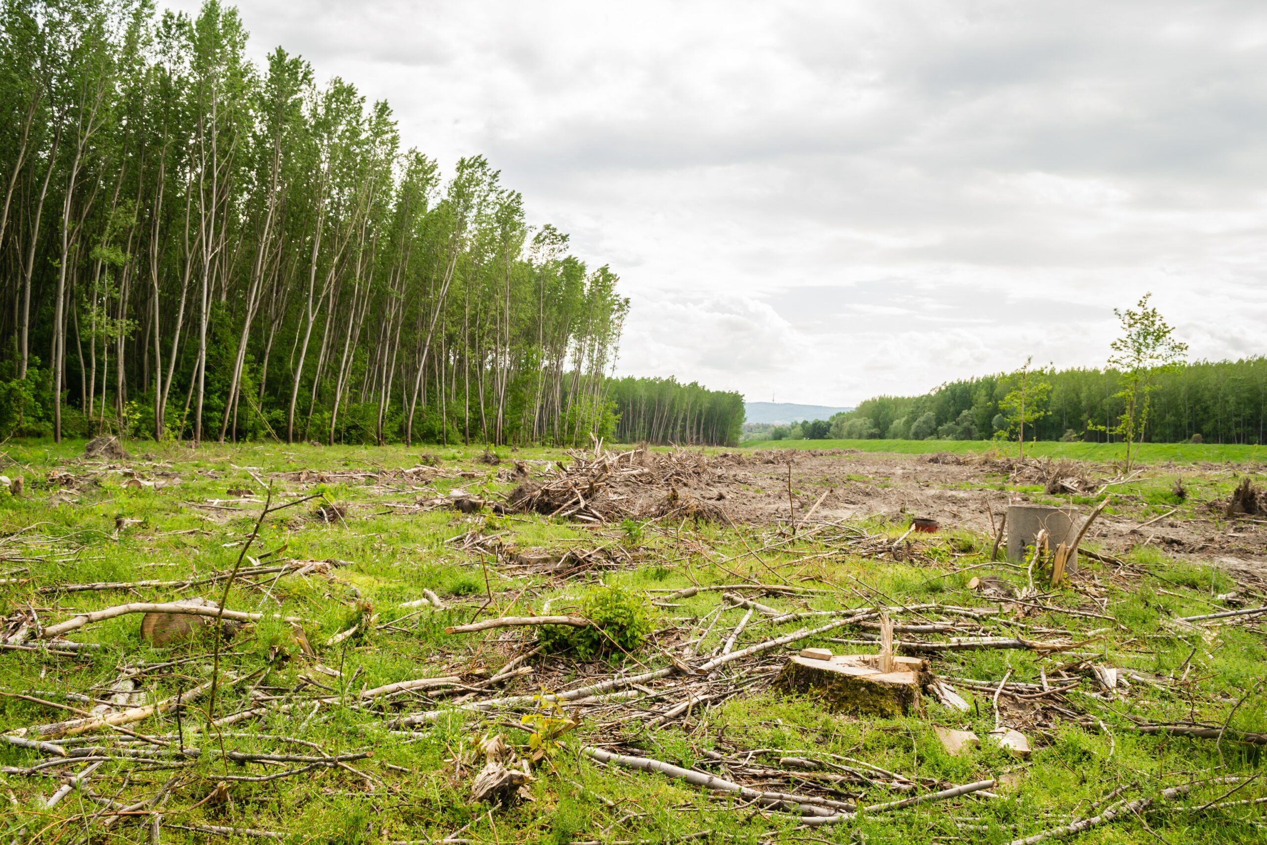 Governo cria comissão para zerar desmatamento até 2030
