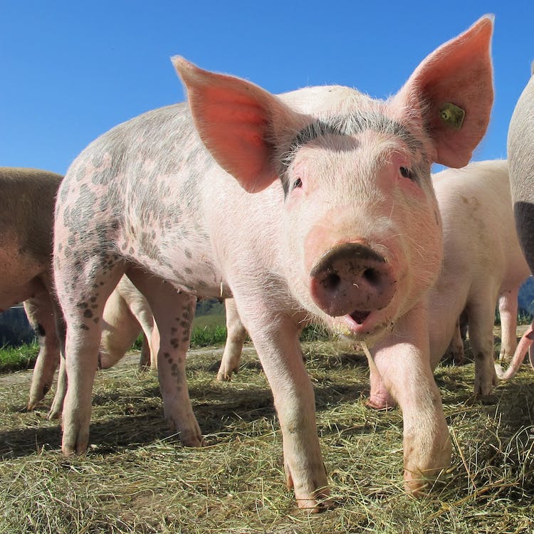 Mercado mexicano amplia abertura para carne suína do Brasil