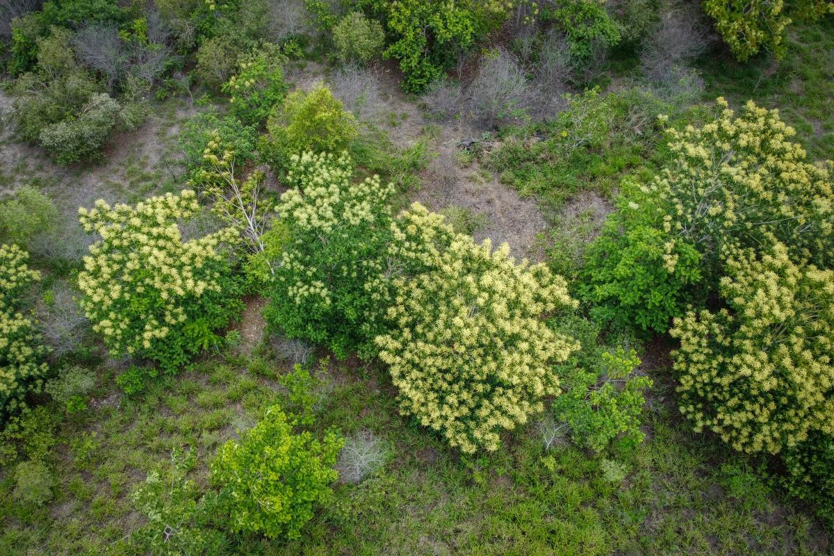 Restauração faz crescer floresta em terra degradada de fazenda em MT