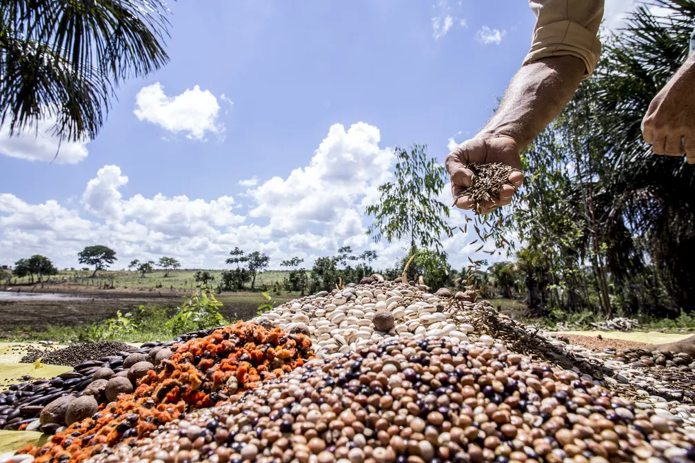 Profissionais da área de sementes terão treinamento em Rondonópolis