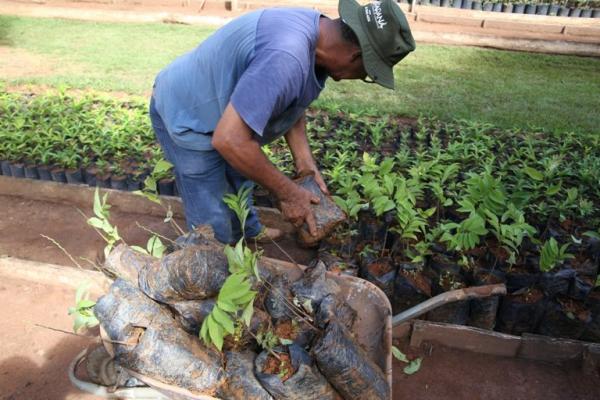 Projeto criado em Sorriso fortalece e diversifica agricultura familiar