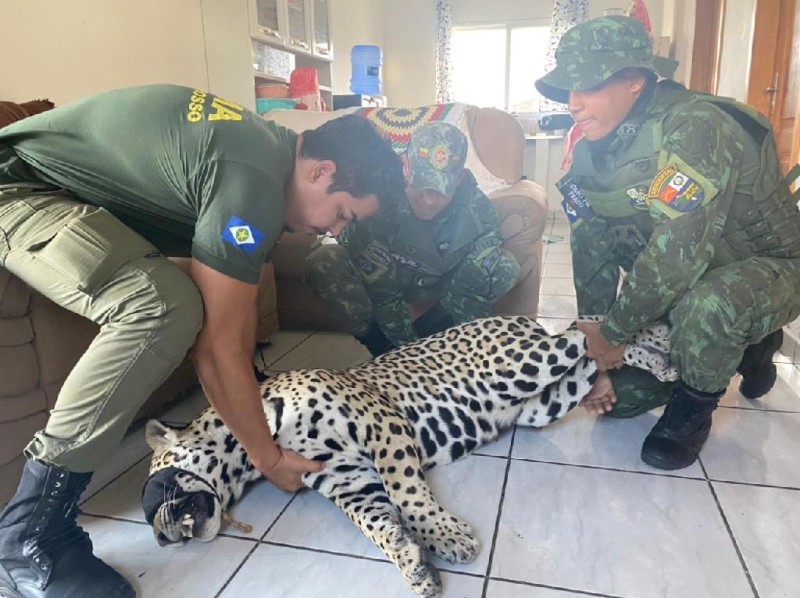 Maioria dos animais silvestres resgatados em MT está em extinção