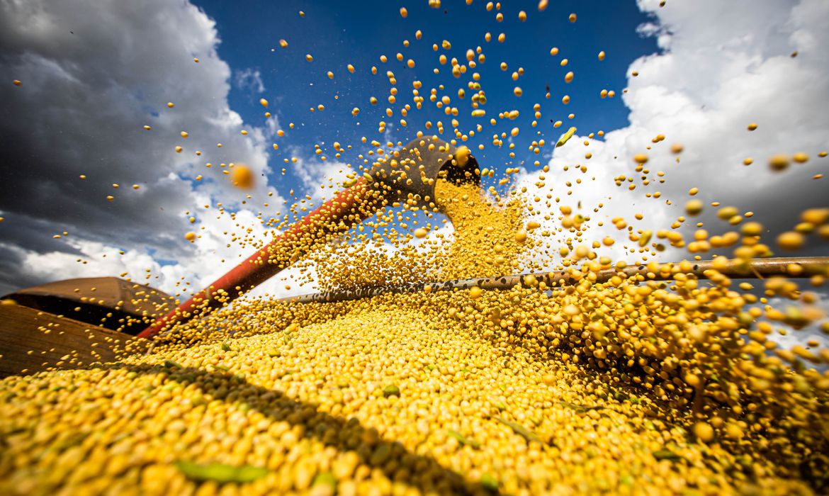 Produção de soja coloca MT como o terceiro maior do mundo