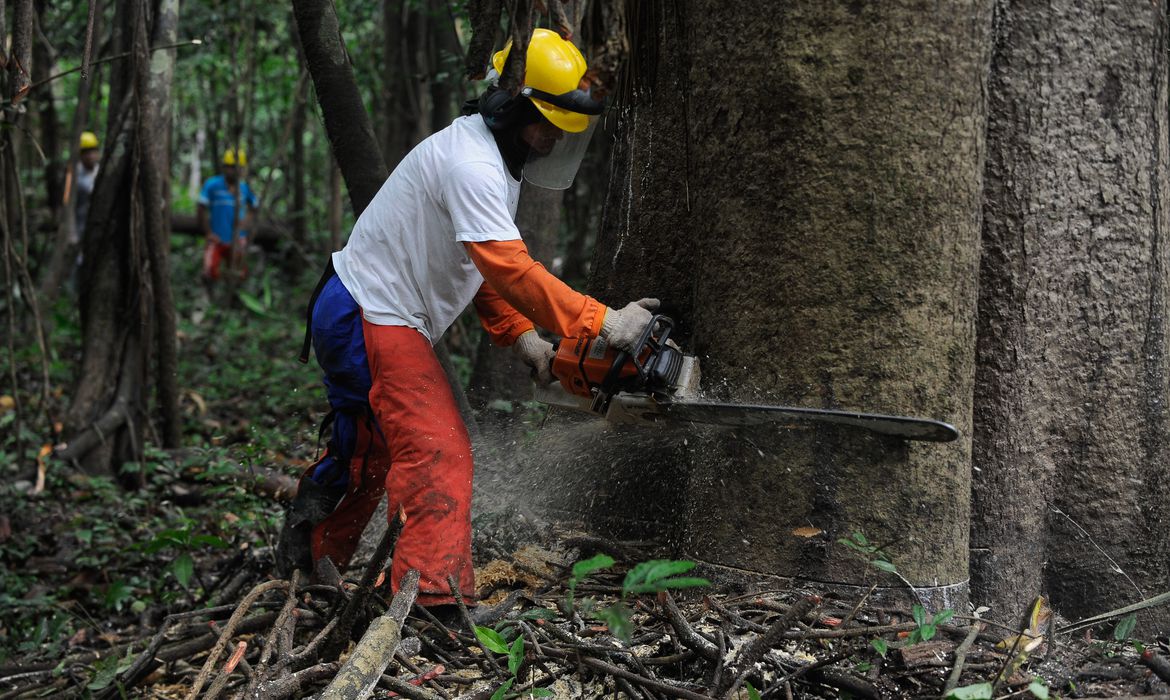 Alertas de desmatamento têm queda de 39% na Amazônia Legal