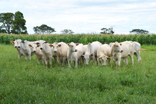 Pesquisa começa a medir a emissão de metano em bovinos em MT