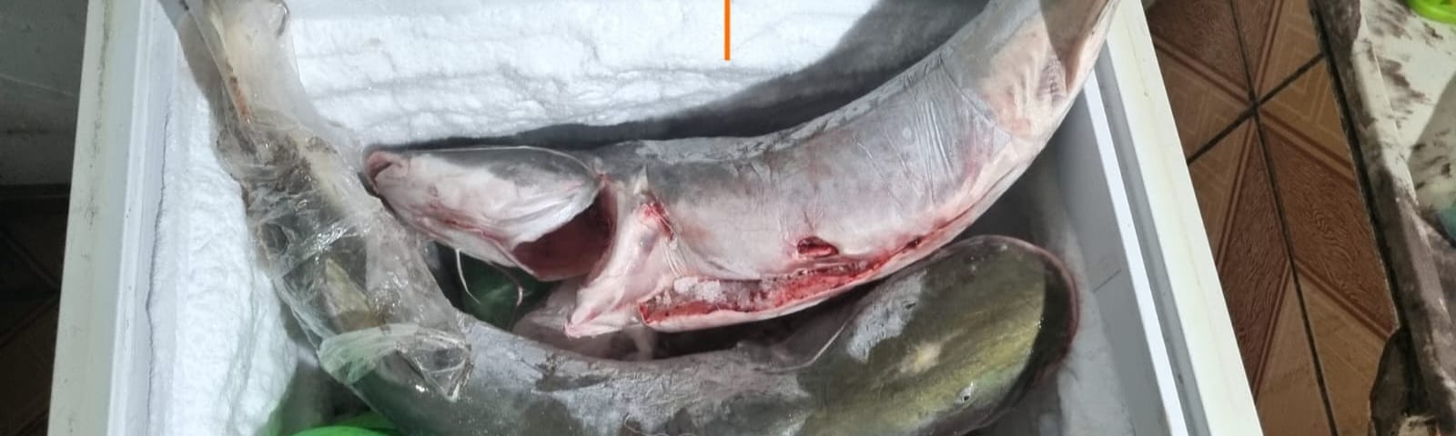 Sema-MT apreende 18kg de peixe em Ponte Branca