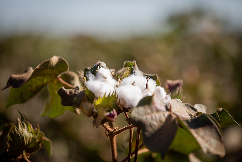 Estimativa de exportação de algodão de MT indica recuo, diz Imea