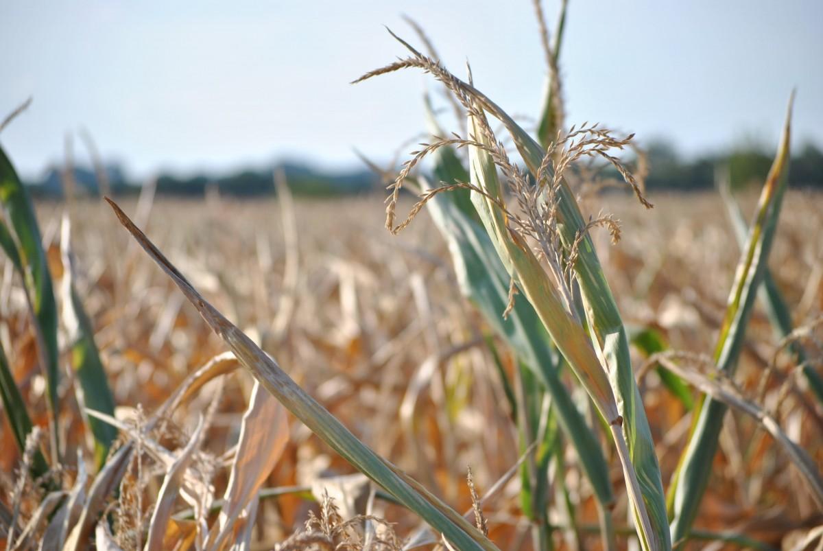 Agropecuária perde espaço no PIB por causa do clima