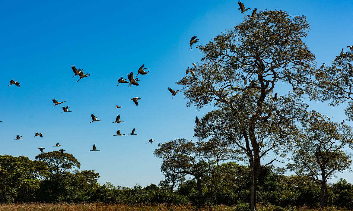 Polícia cumpre 13 mandados por crimes ambientais no Pantanal