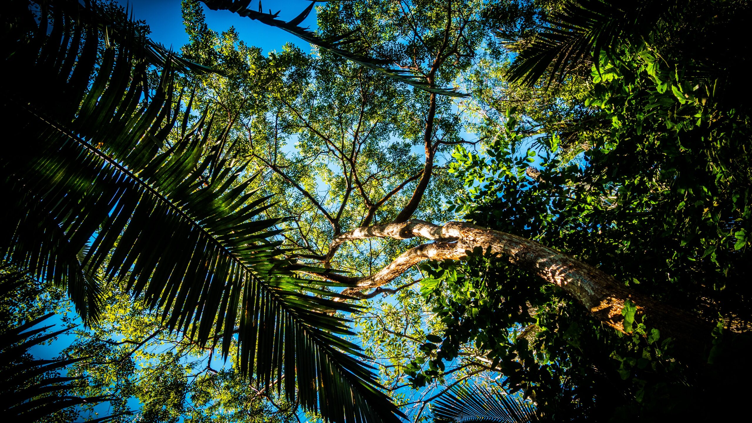 Sedec-MT emitiu 190 certificados de taxa de reposição florestal