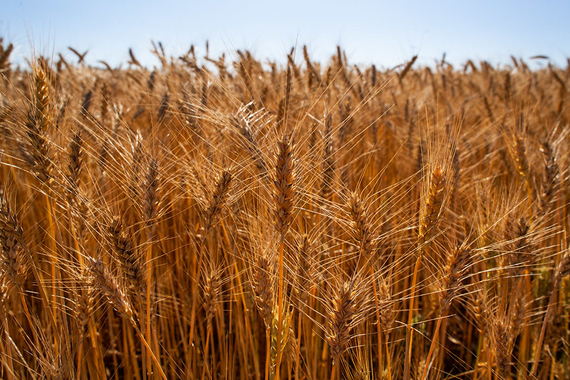 Trigo pode ser próxima fronteira agrícola de MT, diz Embrapa