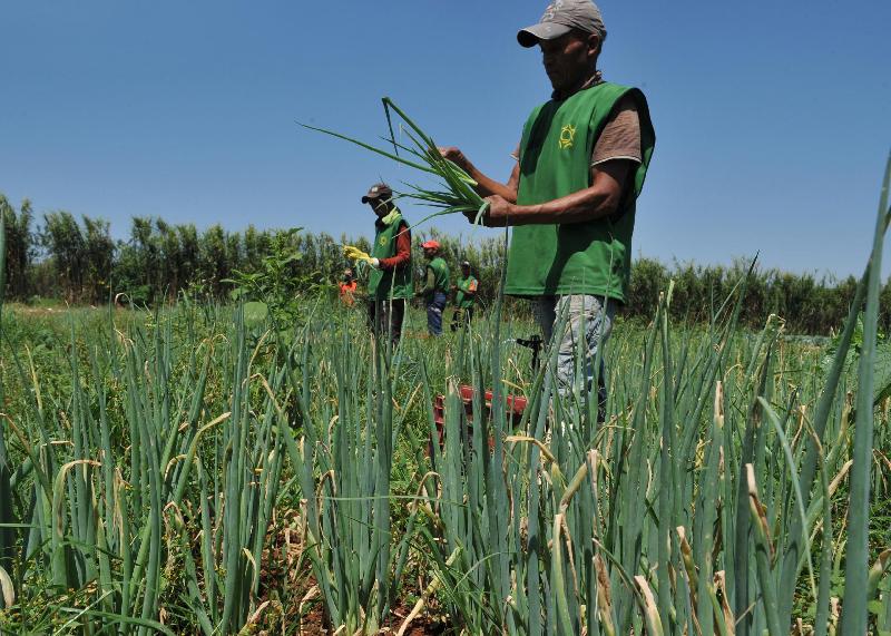 Estudo aponta aumento de emprego formal no agro