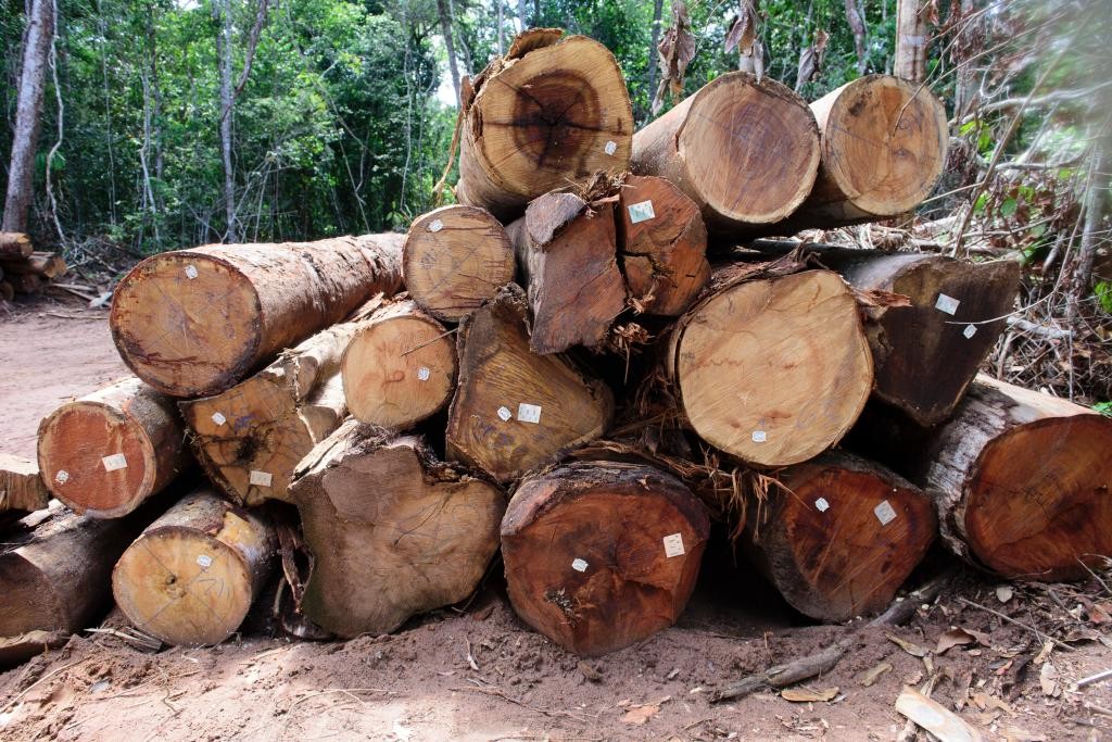 Terminou período da piracema da madeira na maior parte do Estado