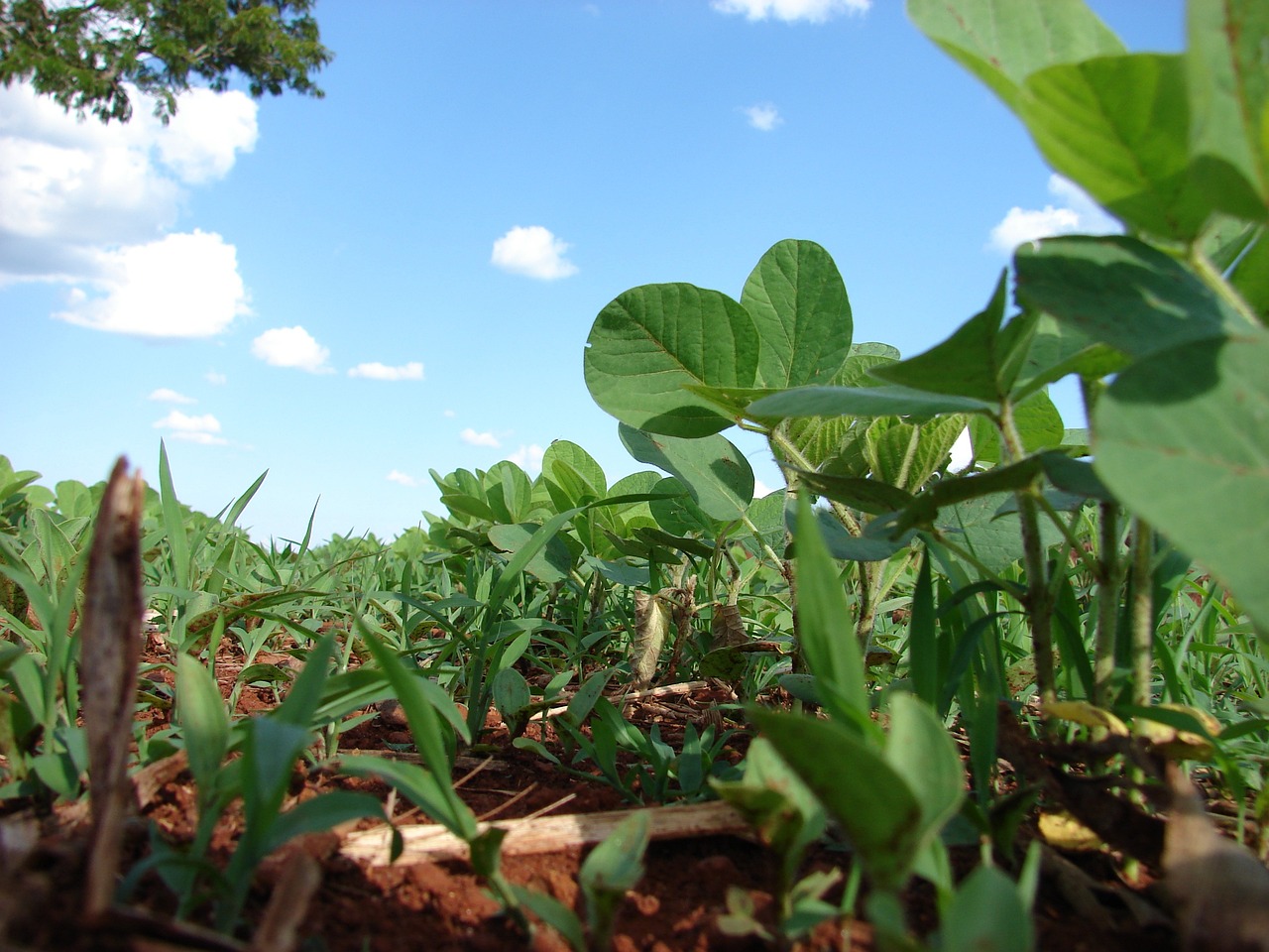 Zoneamento agrícola de risco climático para a soja é atualizado