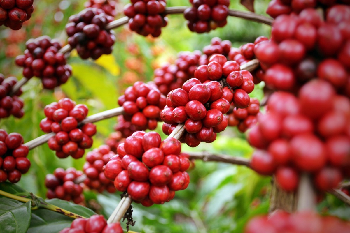 Estado aumenta produção de café em 2% neste ano, prevê  Conab
