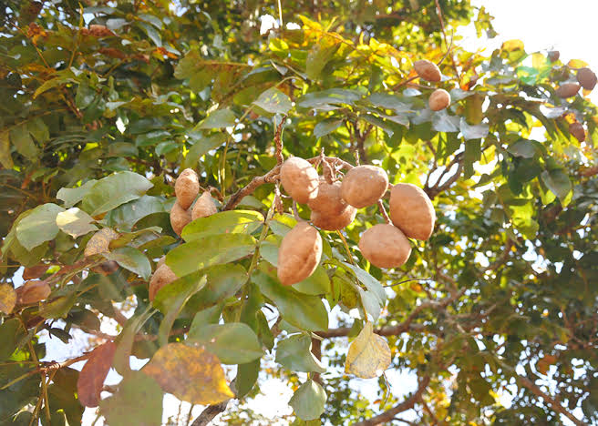 Biodiversidade do Cerrado no Brasil Central pode gerar polo de frutas