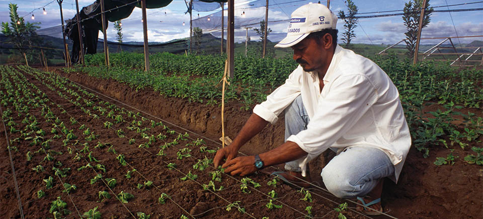 Agricultura sustentável do Brasil atrai o interesse internacional