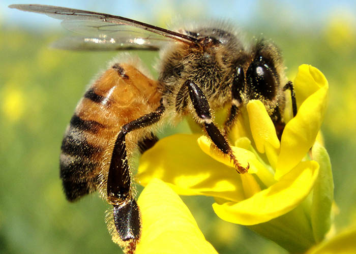 Abelhas geram economia de R$ 50 bilhões por ano à agricultura