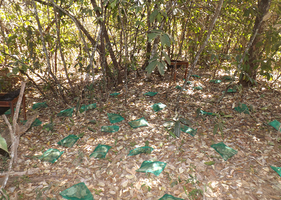 Decomposição de matéria orgânica ajuda na conservação do Cerrado