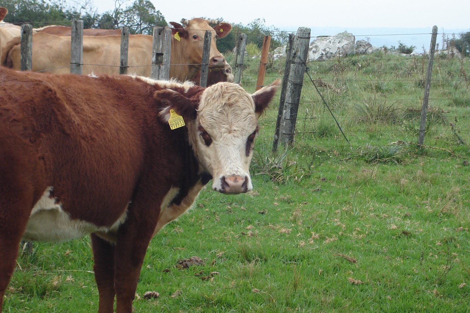Rastreio bovino para conter desmatamento mobiliza setor
