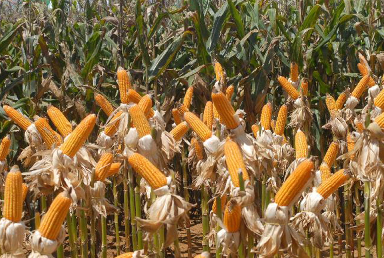 Gigantes do agro compram grãos de fazendas envolvidas em ilegalidades
