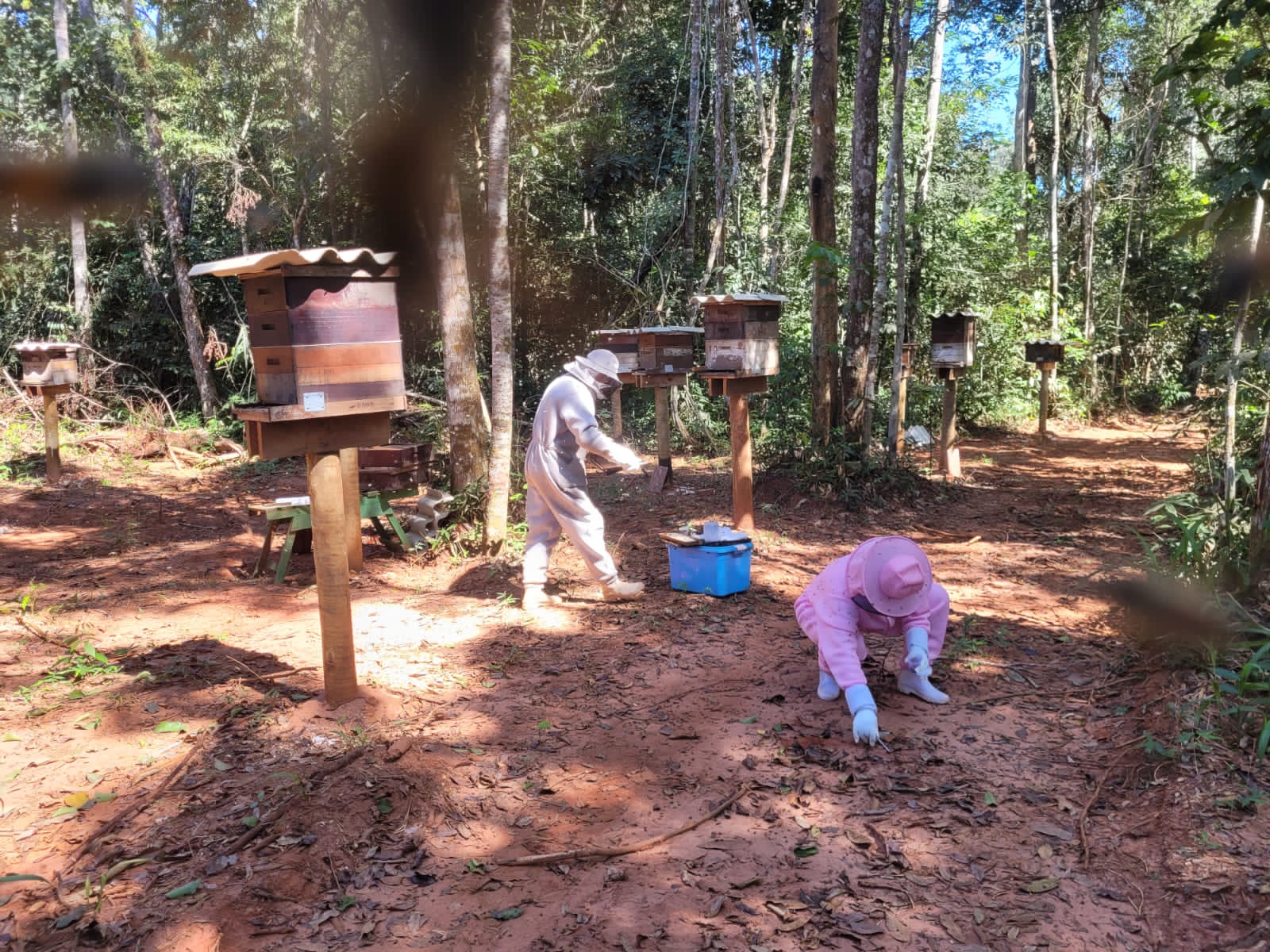 Indea investiga morte de pelo menos 1 milhão de abelhas em Brasnorte
