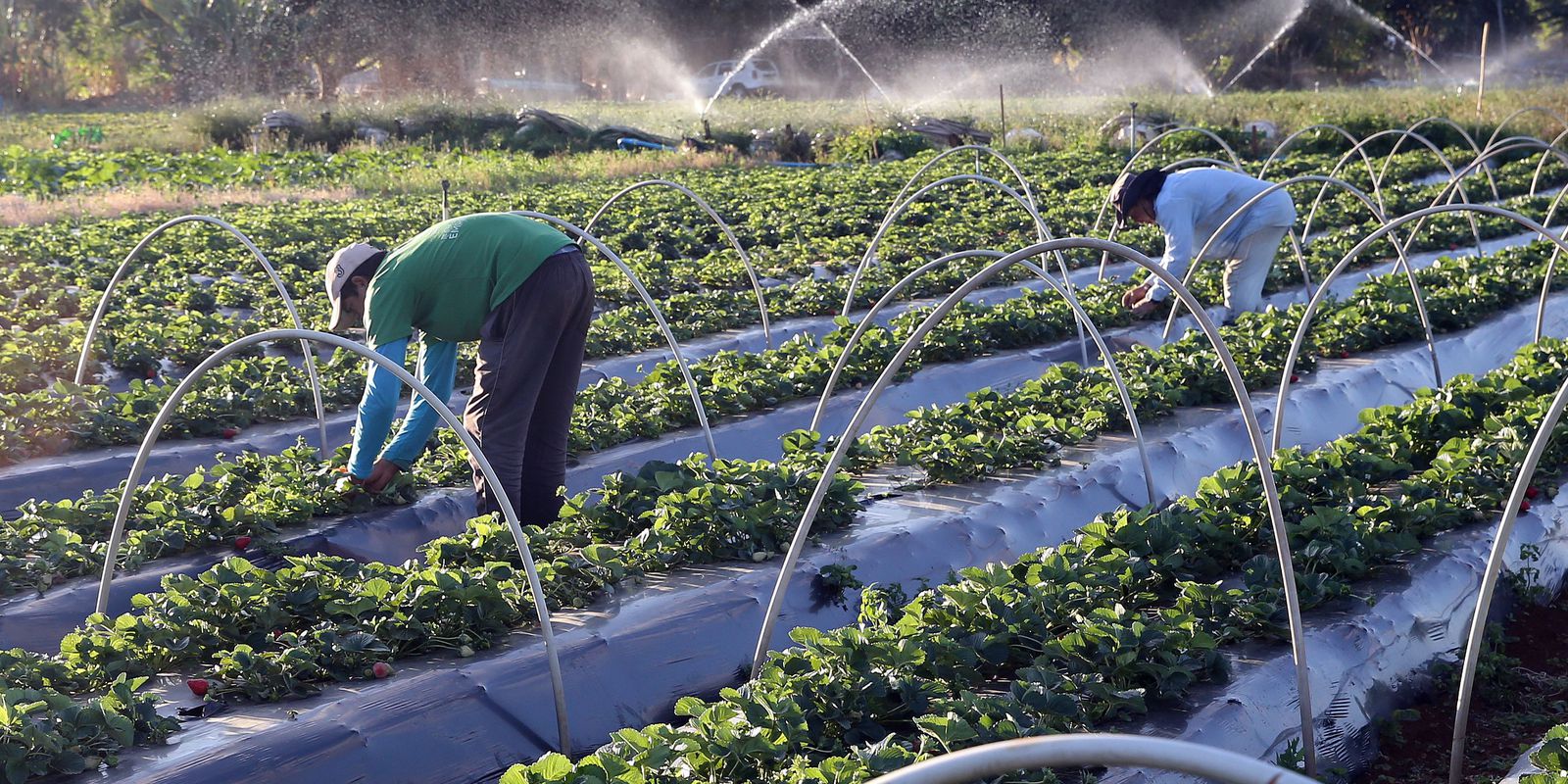 Trabalhador rural pode ser o maior aliado da natureza