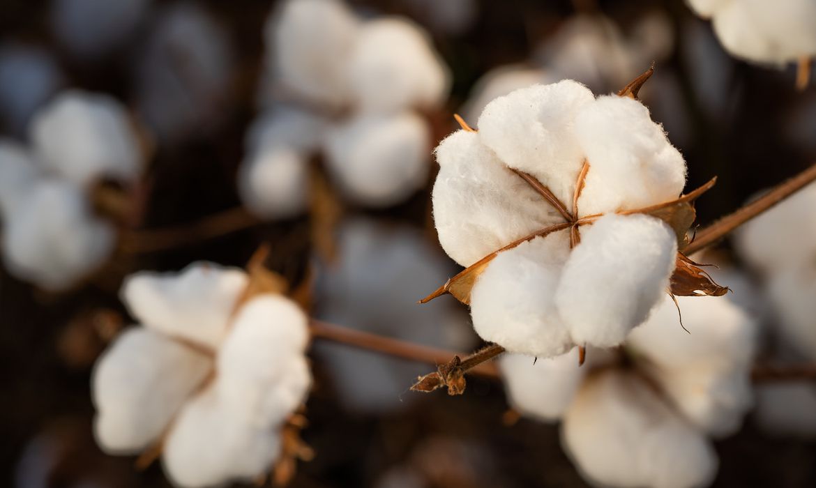 Produção global de algodão deve somar 24,51 milhões de t em 2022/23
