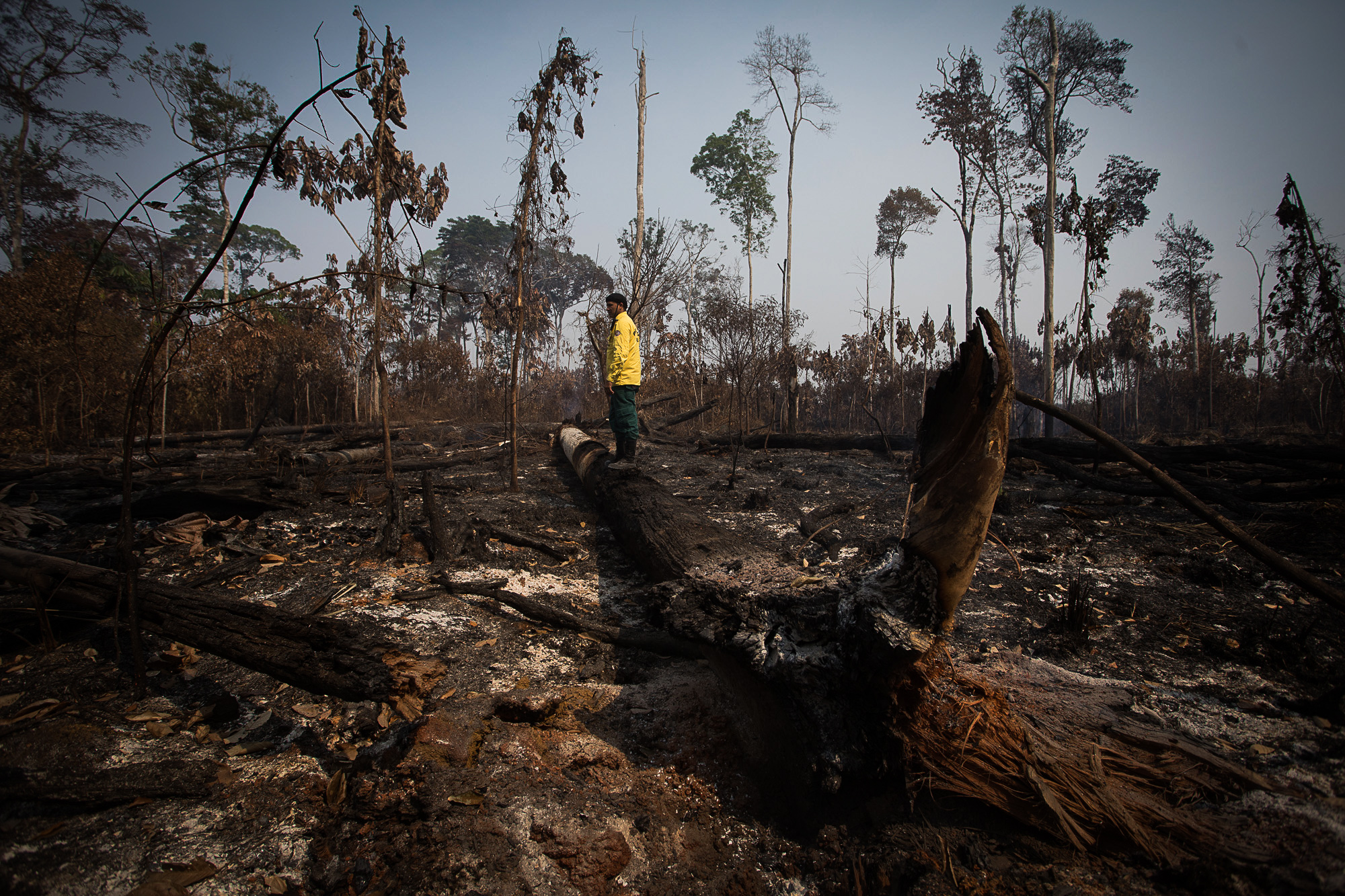 Brasil perdeu 15% das florestas tropicais primárias, diz plataforma