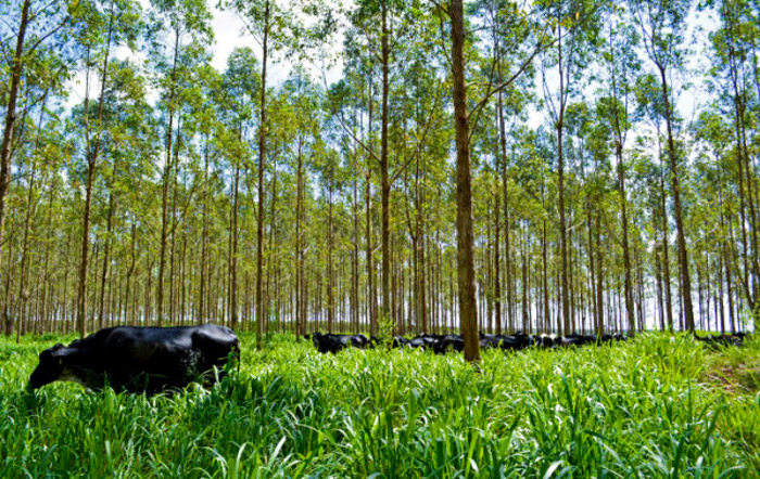 Rumo à economia verde, Brasil aposta em modernização do agro