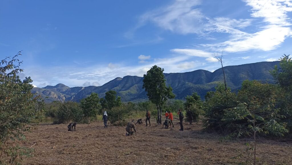 Pantanal é reflorestado com mais de 25 mil árvores nativas, após incêndio