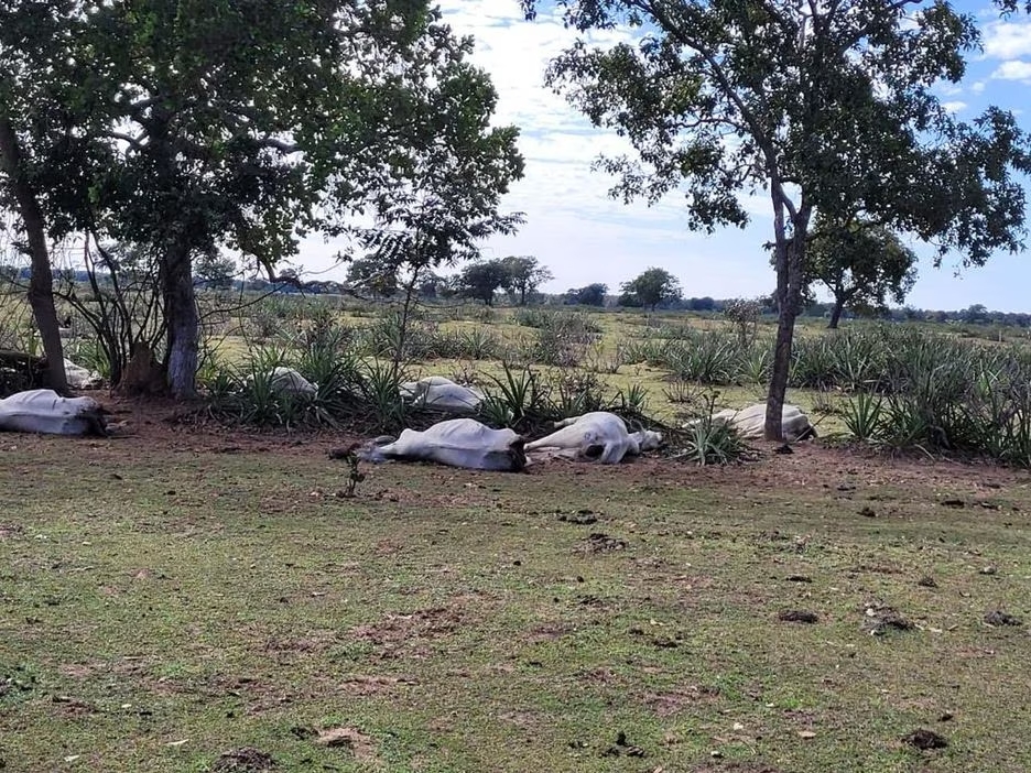 Bovinos mortos por hipotermia ultrapassam a marca de 2.700