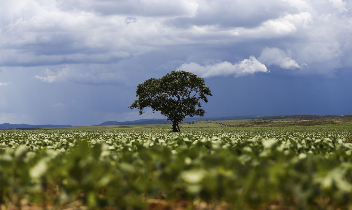 Desmatamento é pedra no sapato do governo e do agro