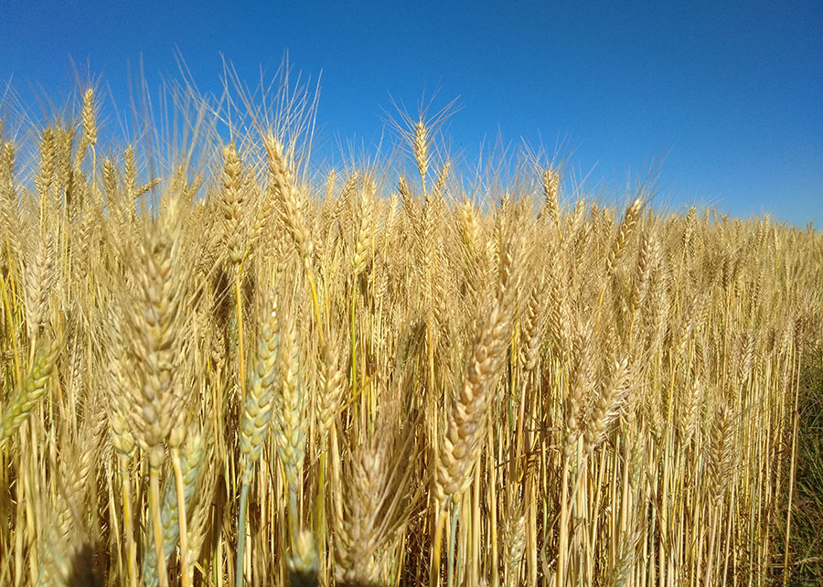 Cultura do trigo absorve mais CO2 do que emite, diz pesquisa