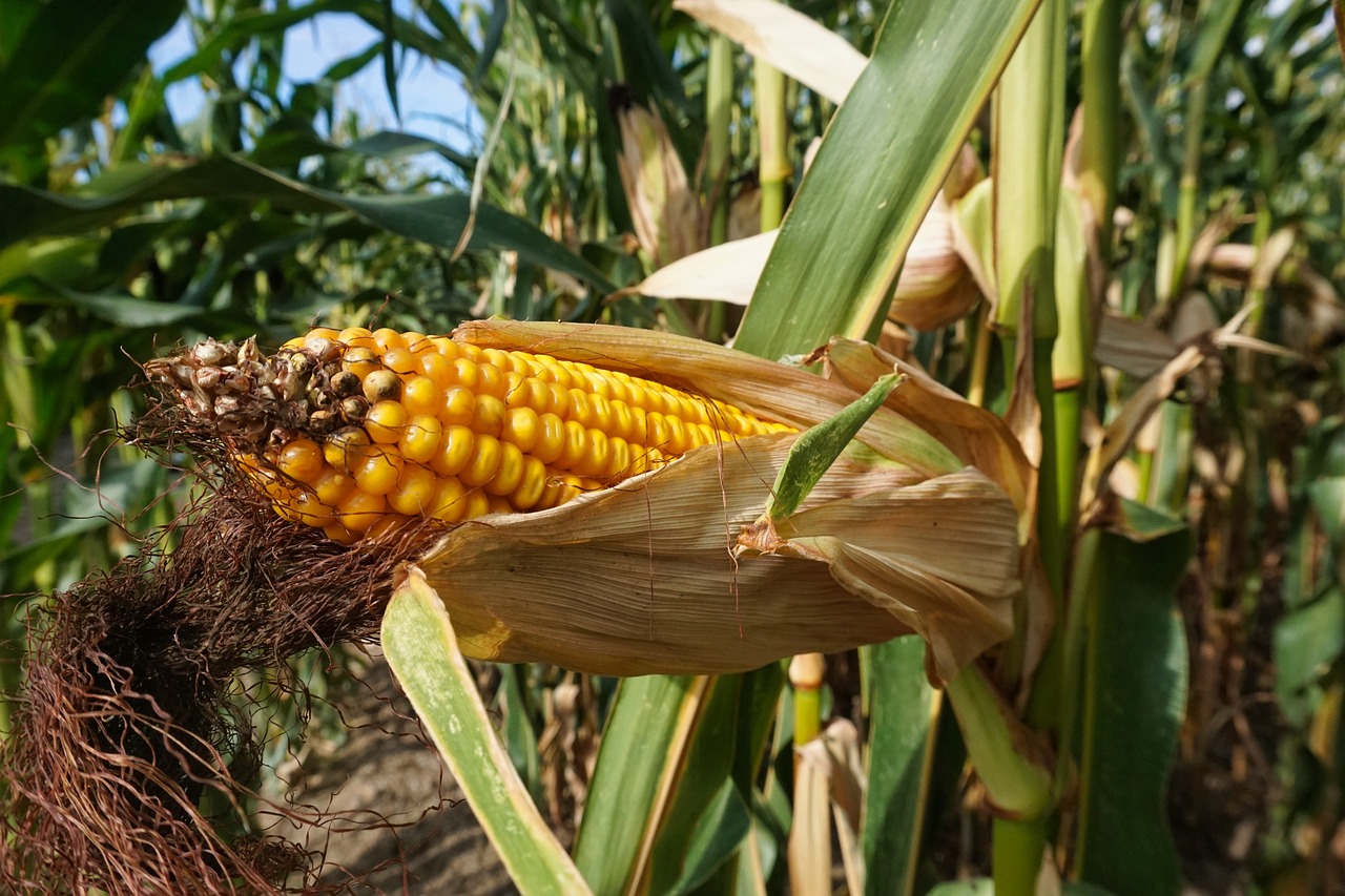 El Niño já muda o clima nas áreas produtoras de milho