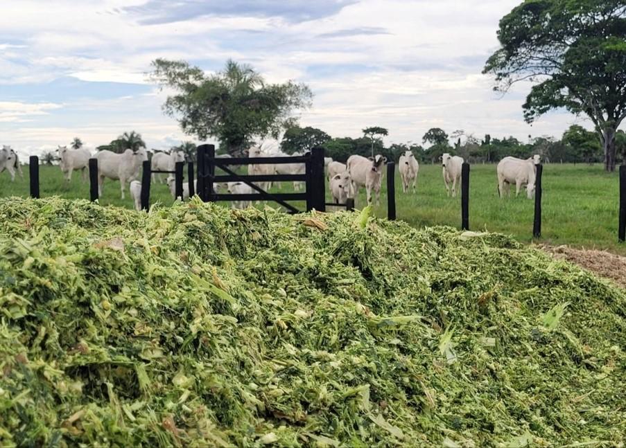 Parceria recupera pastagens degradadas por meio do ILP