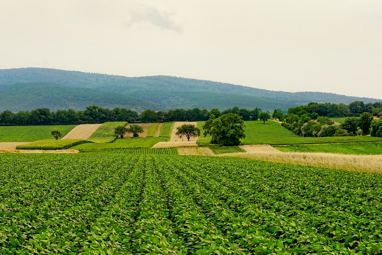 Força da agricultura brasileira freia alta de preços no mundo, diz FAO